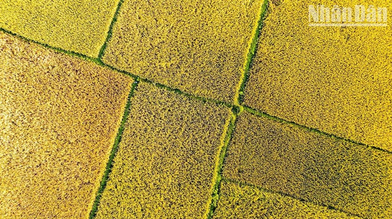 Урожай ярового риса 2023 года в провинции Хатинь, по оценкам, достигнет рекордного уровня.