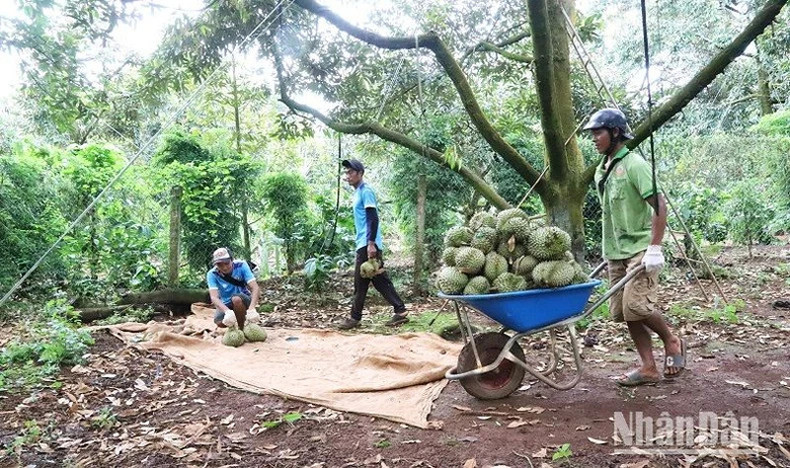 Фермеры в уезде Кронгпак с радостью собирают дуриан.