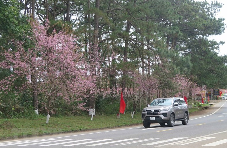 Тайская сакура цветет во время Лунного Нового года в городке Мангден уезда Конплонг.