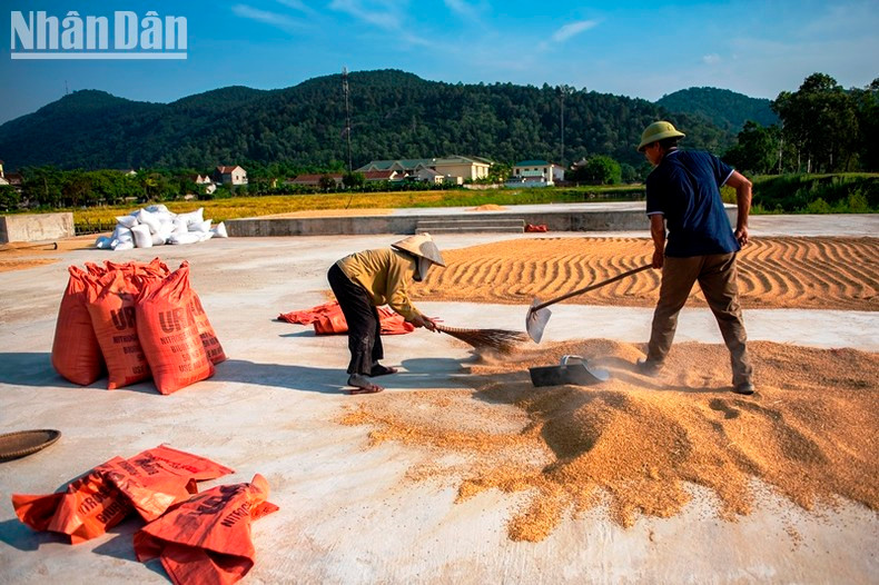 Фермеры сушат рис под палящим солнцем...