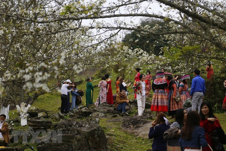 В настоящее время община Хонгтхай имеет площадь груш в размере более 105 га.