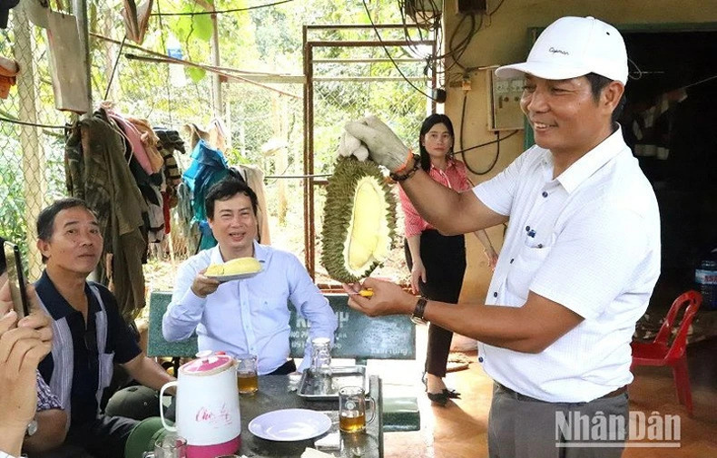 Во время сбора урожая посетители могут насладиться дурианом прямо в саду.