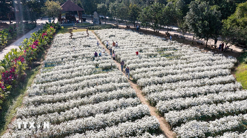 Поле белых маргариток в зоне экотуризма Тхунгням (уезд Хоалы, провинция Ниньбинь). Фото: ВИА Поле белых маргариток в зоне экотуризма Тхунгням (уезд Хоалы, провинция Ниньбинь). Фото: ВИА