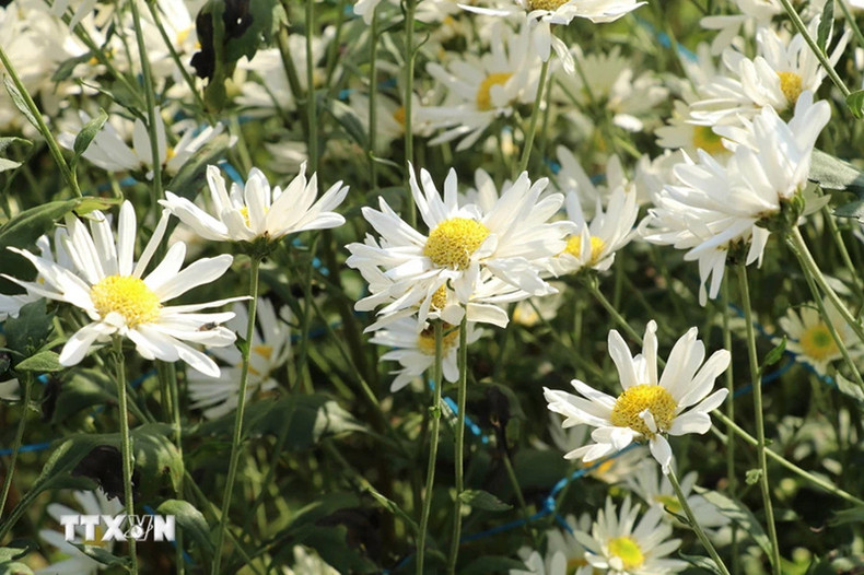 Сезон цветения белых маргариток в Ниньбине стал идеальным временем для посещения туристами. Фото: ВИА Сезон цветения белых маргариток в Ниньбине стал идеальным временем для посещения туристами. Фото: ВИА