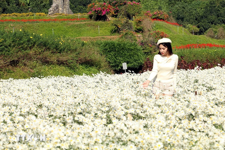 Белые лепестки маргариток излучают чистую и элегантную красоту. Фото: ВИА Белые лепестки маргариток излучают чистую и элегантную красоту. Фото: ВИА