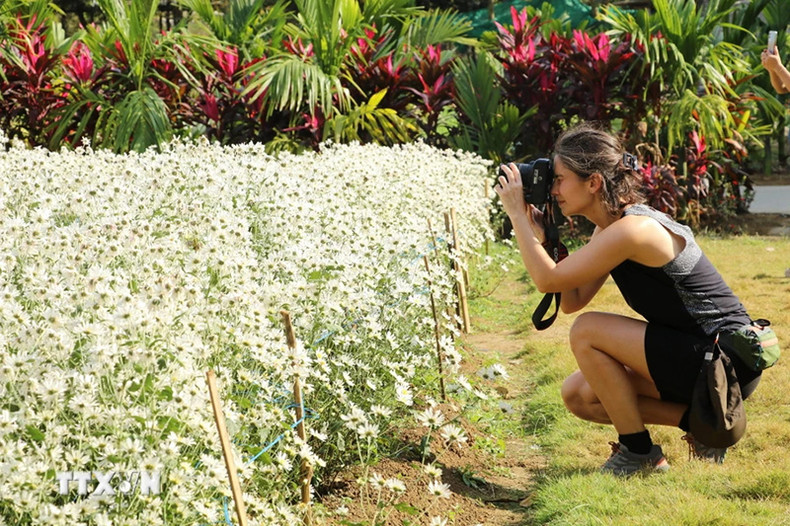 В сезон цветения белых маргариток посещение провинции Ниньбинь дарит уникальные впечатления и яркие эмоции. Фото: ВИА В сезон цветения белых маргариток посещение провинции Ниньбинь дарит уникальные впечатления и яркие эмоции. Фото: ВИА