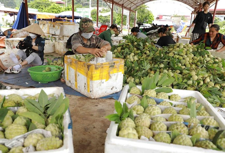 В 2022 году сахарные яблоки из городка Донгмо получили 4 звезды качества сельскохозяйственной продукции «Одна община – один продукт» (OCOP). Фото: ВИА В 2022 году сахарные яблоки из городка Донгмо получили 4 звезды качества сельскохозяйственной продукции «Одна община – один продукт» (OCOP). Фото: ВИА