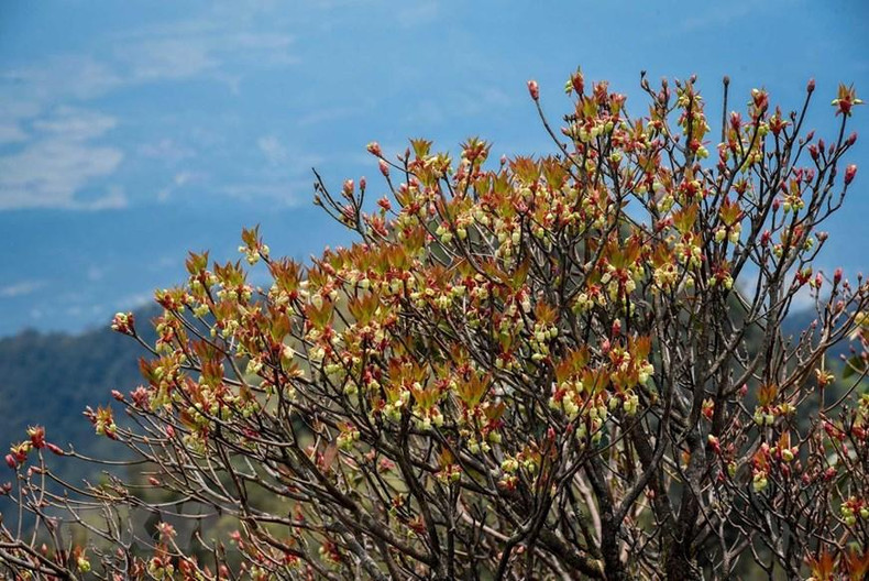 Гора Фиапо – впечатляющая туристическая достопримечательность в Лангшоне ảnh 5 Гора Фиапо – впечатляющая туристическая достопримечательность в Лангшоне ảnh 5