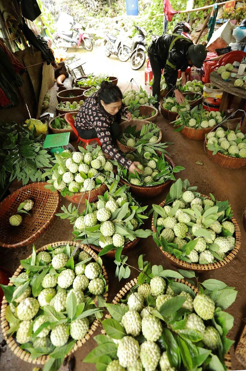 Уезд продолжает активно развивать торговлю и продвигать имидж своего фирменного сахарного яблока на зарубежных рынках. Фото: ВИА Уезд продолжает активно развивать торговлю и продвигать имидж своего фирменного сахарного яблока на зарубежных рынках. Фото: ВИА