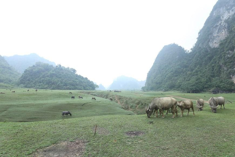 Буйволы свободно пасутся в степи Донглам.