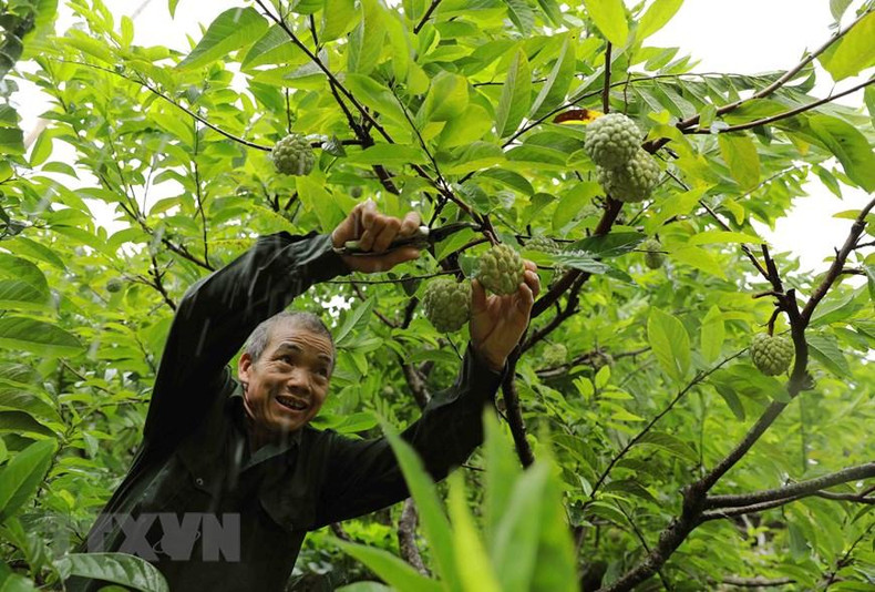 Г-н Хоанг Ван Тьык собирает урожай. Фото: ВИА Г-н Хоанг Ван Тьык собирает урожай. Фото: ВИА