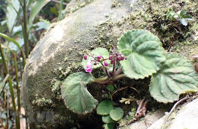 Гора Фиапо – впечатляющая туристическая достопримечательность в Лангшоне ảnh 3 Гора Фиапо – впечатляющая туристическая достопримечательность в Лангшоне ảnh 3