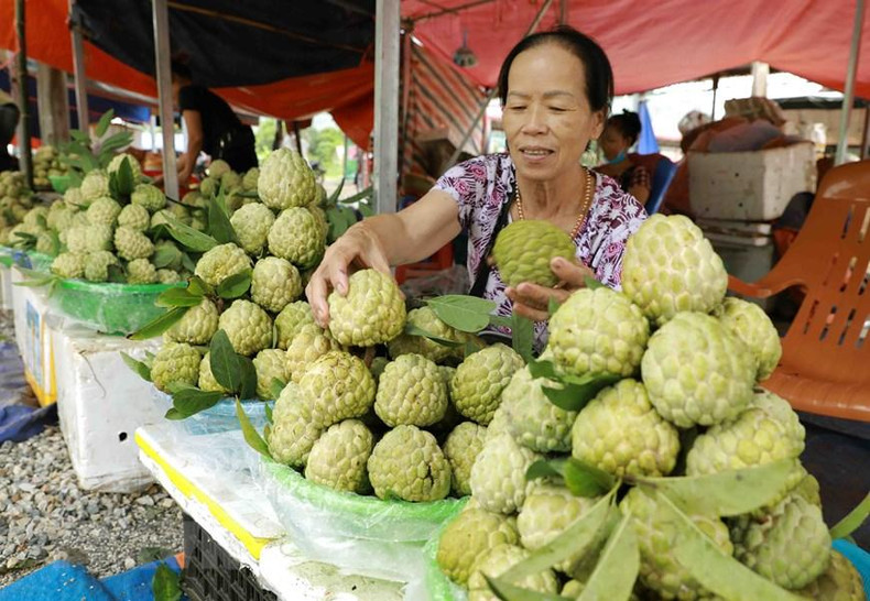 В этом году уезд продолжает поддерживать и поощрять фермеров для производства сахарных яблок в соответствии со стандартами VietGAP и GlobalGAP, поддержки бренда и содействия применению достижений науки и техники в производстве с целью повышения качества продукции. Фото: ВИА В этом году уезд продолжает поддерживать и поощрять фермеров для производства сахарных яблок в соответствии со стандартами VietGAP и GlobalGAP, поддержки бренда и содействия применению достижений науки и техники в производстве с целью повышения качества продукции. Фото: ВИА