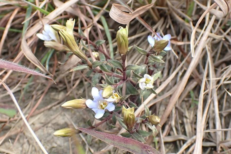 Гора Фиапо – впечатляющая туристическая достопримечательность в Лангшоне ảnh 7 Гора Фиапо – впечатляющая туристическая достопримечательность в Лангшоне ảnh 7
