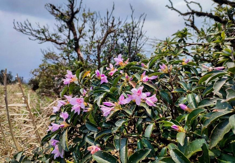 Гора Фиапо – впечатляющая туристическая достопримечательность в Лангшоне ảnh 2 Гора Фиапо – впечатляющая туристическая достопримечательность в Лангшоне ảnh 2