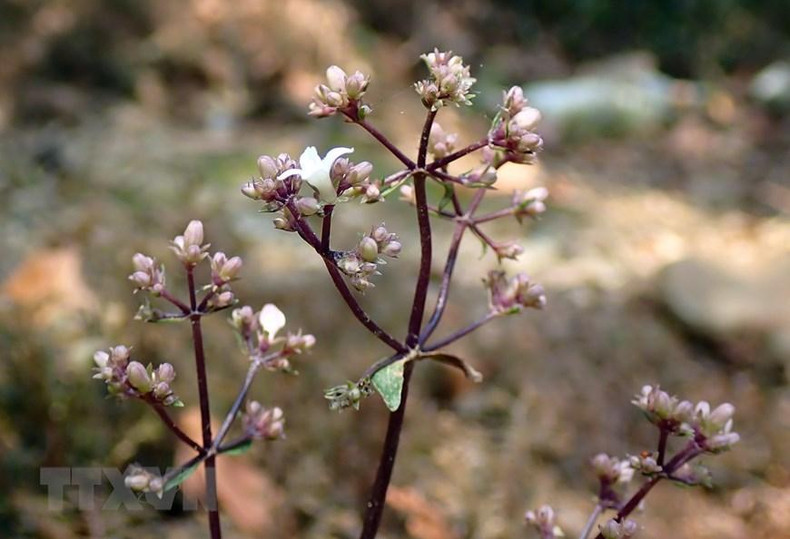 Гора Фиапо – впечатляющая туристическая достопримечательность в Лангшоне ảnh 6 Гора Фиапо – впечатляющая туристическая достопримечательность в Лангшоне ảnh 6