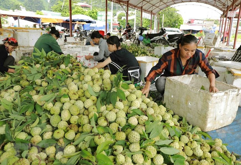 Сахарные яблоки транспортируются в пенопластовых ящиках для обеспечения качества. Фото: ВИА Сахарные яблоки транспортируются в пенопластовых ящиках для обеспечения качества. Фото: ВИА