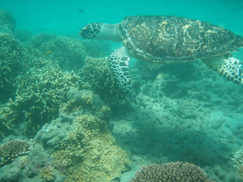 Черепахи бисс были зарегистрированы в водах Кондао. Черепахи бисс были зарегистрированы в водах Кондао.