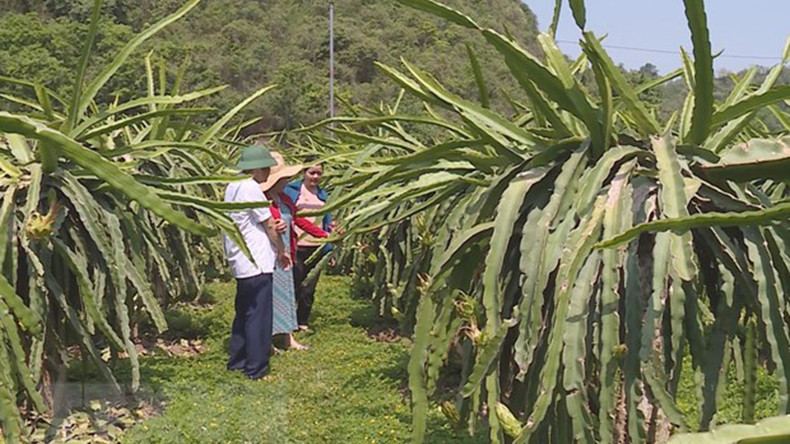 Сад питайи. Фото: ВИА Сад питайи. Фото: ВИА