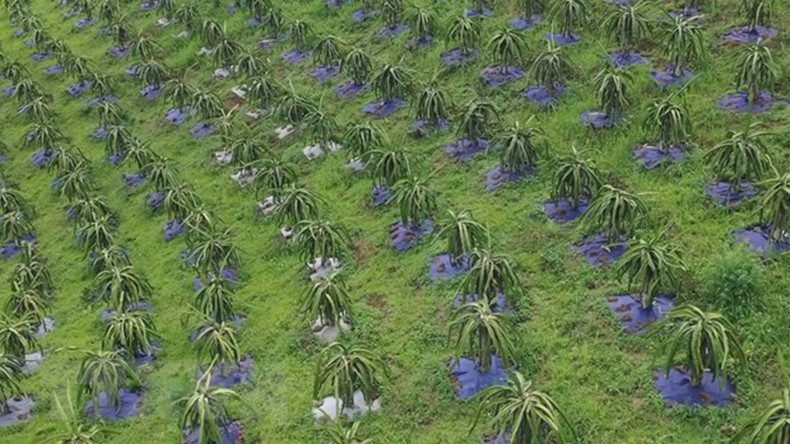 Питайя в провинции Шонла выращивается на площади 300 га. Фото: ВИА Питайя в провинции Шонла выращивается на площади 300 га. Фото: ВИА