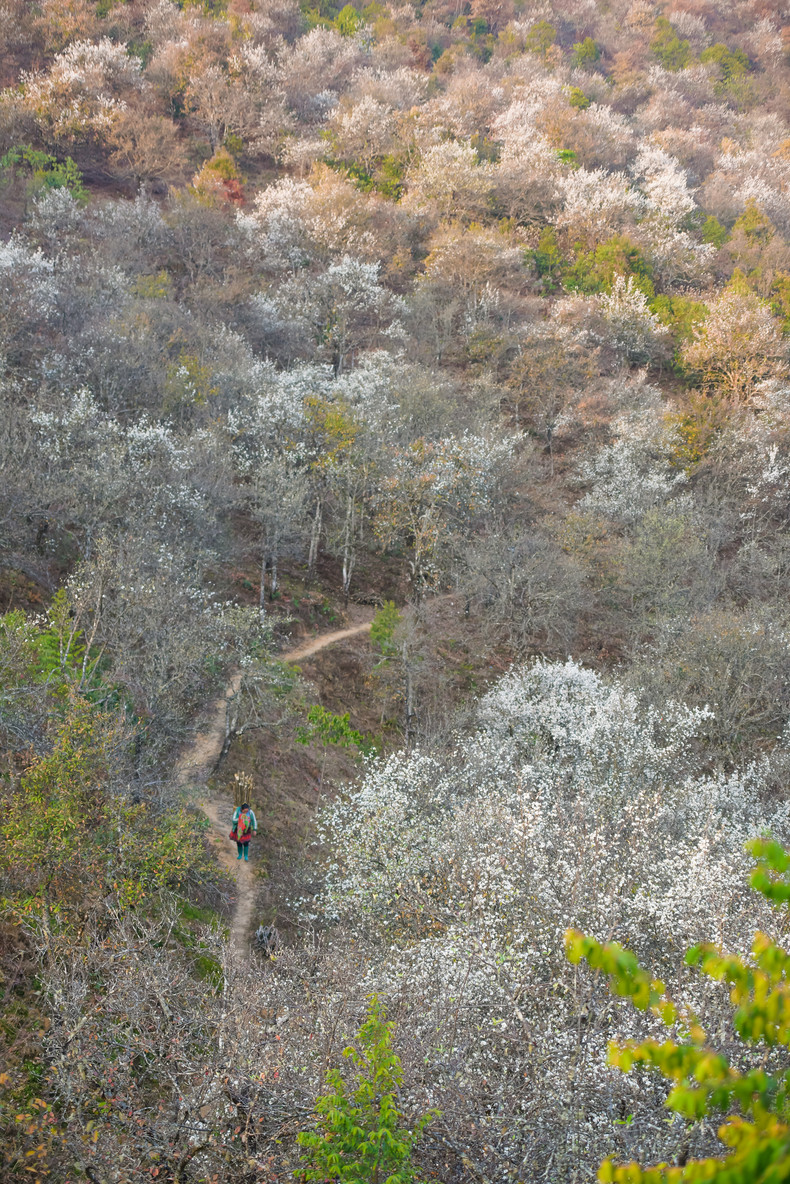 Деревня Намнгиеп расположена примерно в 10 км от центра общины Нгоктьиен. Каждый раз, когда распускаются цветы, это место принимает множество туристов. Деревня Намнгиеп расположена примерно в 10 км от центра общины Нгоктьиен. Каждый раз, когда распускаются цветы, это место принимает множество туристов.