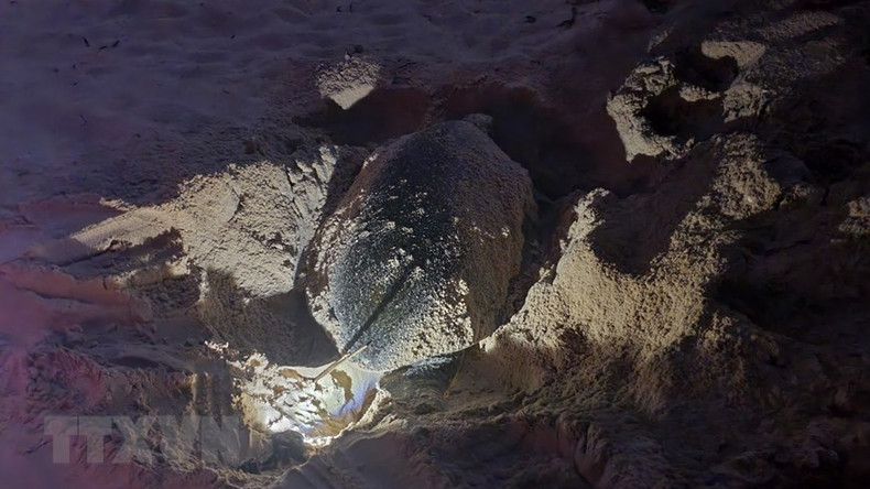 Обычно черепашата проводят внутри разбитой или треснутой скорлупы 2-3 дня. Обычно черепашата проводят внутри разбитой или треснутой скорлупы 2-3 дня.