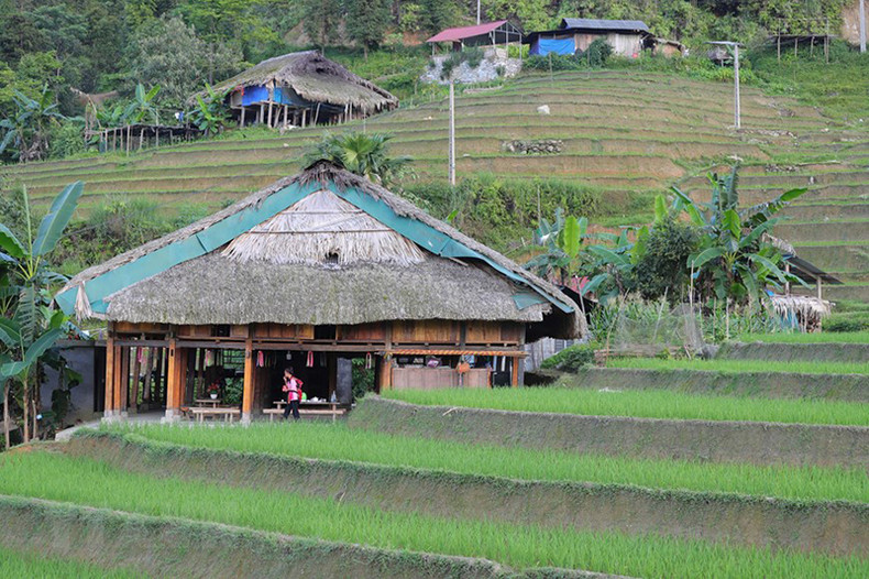 Покрытый мхом дом гармонично расположен рядом с зелеными террасными рисовыми полями в селении Сафин. Покрытый мхом дом гармонично расположен рядом с зелеными террасными рисовыми полями в селении Сафин.
