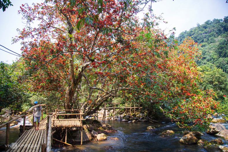 Цветы сараки обычно расцветают каждые 4 года, в другие годы цветки негусто цветут и быстро увядают. В этом году они вступают в цикл полного расцвета. Цветы сараки обычно расцветают каждые 4 года, в другие годы цветки негусто цветут и быстро увядают. В этом году они вступают в цикл полного расцвета.