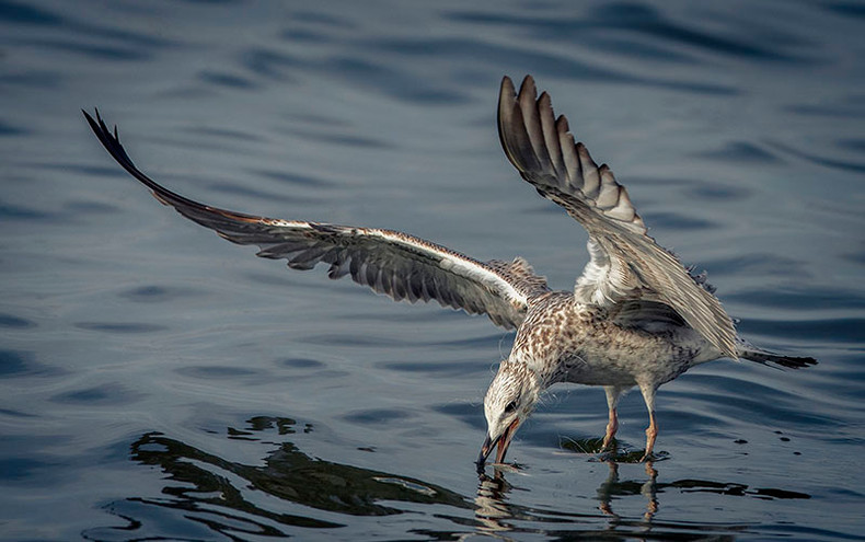 Работа «Озерная чайка» автора Нгуен Куок Тоана (псевдоним Ли Жа Дай), сделанная в водах Ратьжа провинции Киенжанг, получила третье место. Работа «Озерная чайка» автора Нгуен Куок Тоана (псевдоним Ли Жа Дай), сделанная в водах Ратьжа провинции Киенжанг, получила третье место.
