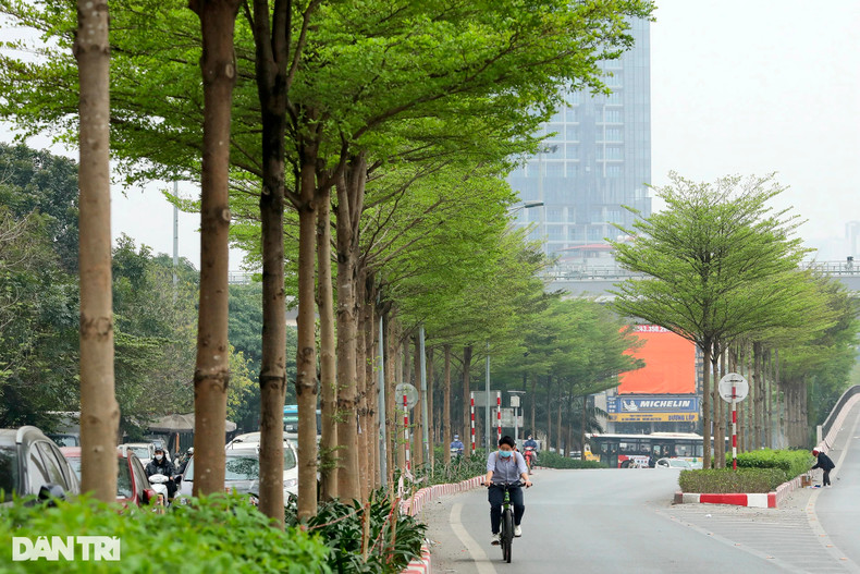 Буцида (Bucida molinetii) в последнее время выращивается на многих улицах Ханоя и становится все более популярным деревом. Буцида (Bucida molinetii) в последнее время выращивается на многих улицах Ханоя и становится все более популярным деревом.
