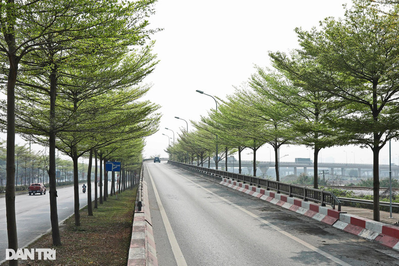 Буцида становится все более популярной, так как во время листопада это дерево вызывает меньше загрязнения. Являясь тенистым деревом, оно выращивается в школах, парках, на улицах, в городских районах, туристических зонах и др. Фотография сделана на пересечении шоссе №5 района Лонгбьен. Буцида становится все более популярной, так как во время листопада это дерево вызывает меньше загрязнения. Являясь тенистым деревом, оно выращивается в школах, парках, на улицах, в городских районах, туристических зонах и др. Фотография сделана на пересечении шоссе №5 района Лонгбьен.