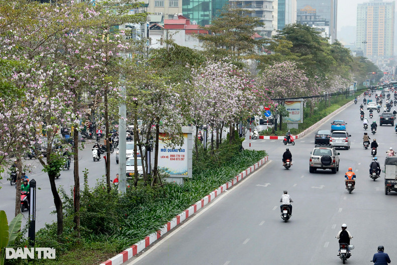 На улице Ванкао района Бадинь распускаются цветы баухинии. На улице Ванкао района Бадинь распускаются цветы баухинии.
