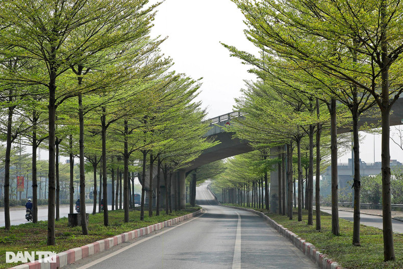 Красивый фотоуголок, который многие фотографы и любители природы записывают каждый раз, когда буцида меняет листья. Красивый фотоуголок, который многие фотографы и любители природы записывают каждый раз, когда буцида меняет листья.