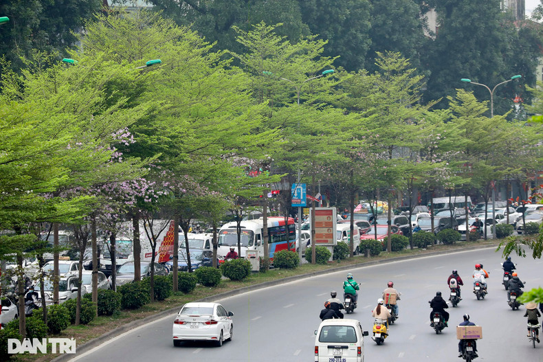 На разделительном участке в середине бульваров растут прямые деревья. На разделительном участке в середине бульваров растут прямые деревья.