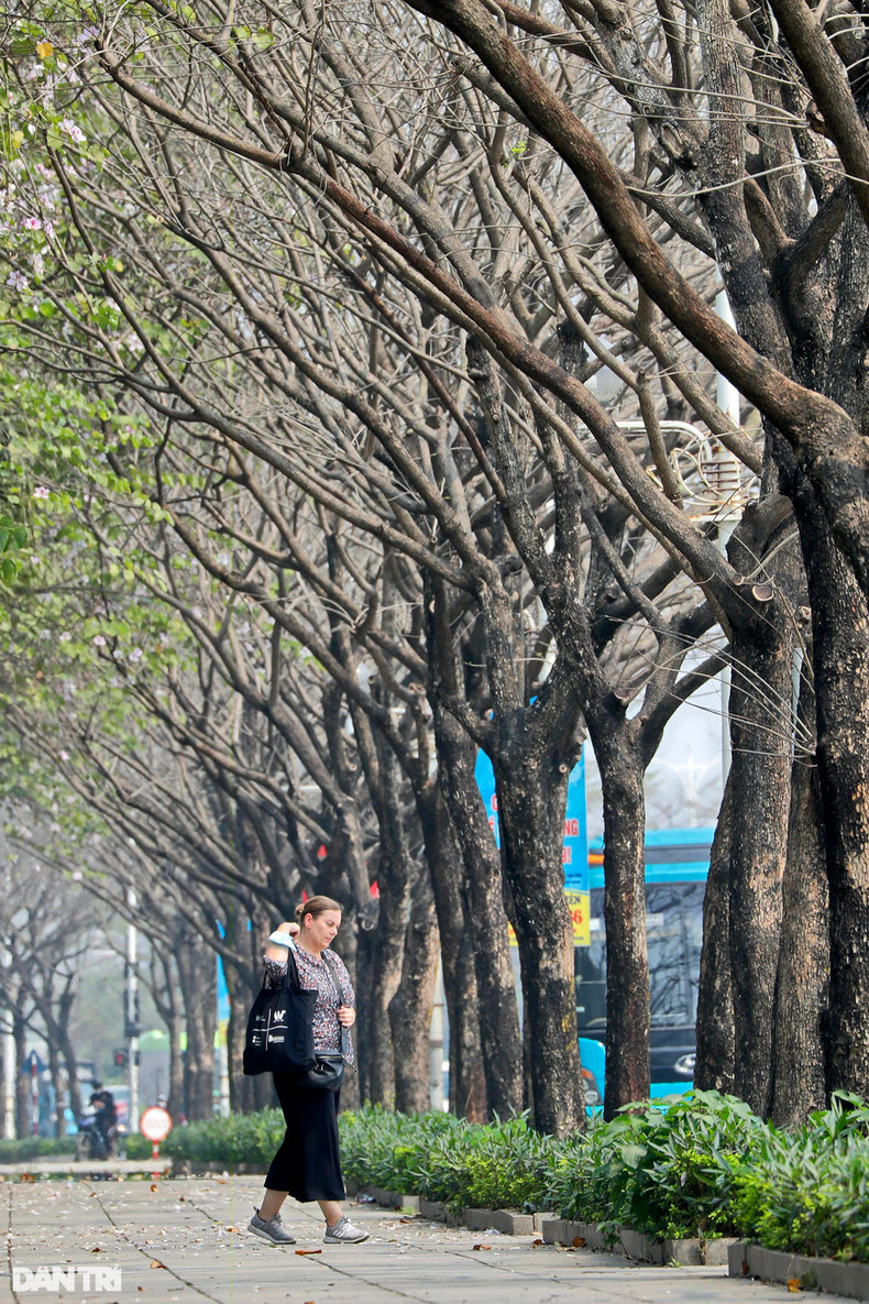 Бывают также ряды голых деревьев с тонкими ветвями, которые также создают визуальное впечатление. На снимке улица Дамкуангчунг района Лонгбьен. Бывают также ряды голых деревьев с тонкими ветвями, которые также создают визуальное впечатление. На снимке улица Дамкуангчунг района Лонгбьен.