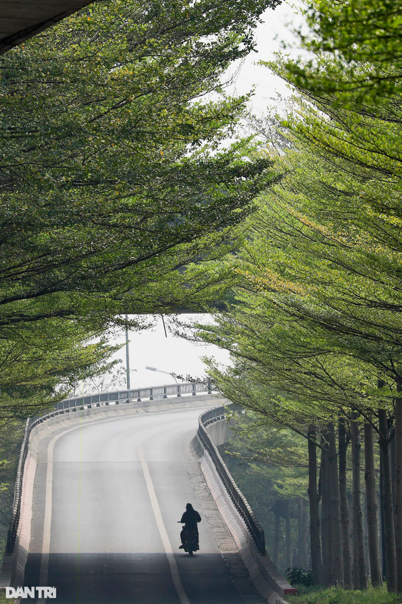 Ряды прямых и очень впечатляющих деревьев. Ряды прямых и очень впечатляющих деревьев.
