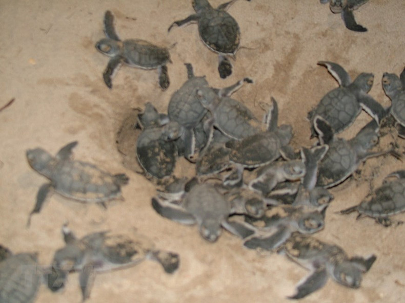 Черепашки выползают в основном ночью, когда прохладно и высокий прилив, и направляются прямо в океан, чувствуя звездный свет, приливы и магнитное поле Земли. Маленькие черепахи непрерывно плавают в течение 1-2 дней, чтобы отплыть как можно дальше от берега. Черепашки выползают в основном ночью, когда прохладно и высокий прилив, и направляются прямо в океан, чувствуя звездный свет, приливы и магнитное поле Земли. Маленькие черепахи непрерывно плавают в течение 1-2 дней, чтобы отплыть как можно дальше от берега.