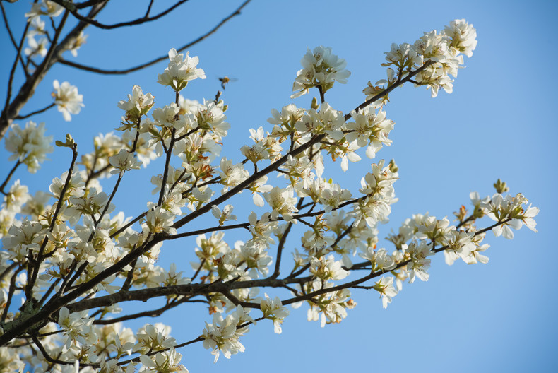 Боярышник издавна связан с жизнью народности Хмонг в горной местности. Местные жители часто собирают плоды боярышника, чтобы пропитать их вином, медом или сахаром. Сезон плодоношения обычно приходится на сентябрь-октябрь. Боярышник издавна связан с жизнью народности Хмонг в горной местности. Местные жители часто собирают плоды боярышника, чтобы пропитать их вином, медом или сахаром. Сезон плодоношения обычно приходится на сентябрь-октябрь.