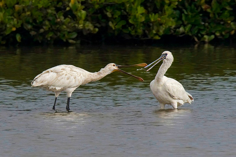Первое место досталось фотографу Ле Дык Хиену. На фото «Азиатско-европейские колпицы» – два вида колпицы: европейская колпица (слева) и чернолицая колпица (Black-faced Spoonbill) в национальном парке Суантхюи провинции Намдинь. Это считается редким и удачным моментом в природе, когда автор запечатлел 2 разных вида колпицы в одном кадре. Первое место досталось фотографу Ле Дык Хиену. На фото «Азиатско-европейские колпицы» – два вида колпицы: европейская колпица (слева) и чернолицая колпица (Black-faced Spoonbill) в национальном парке Суантхюи провинции Намдинь. Это считается редким и удачным моментом в природе, когда автор запечатлел 2 разных вида колпицы в одном кадре.