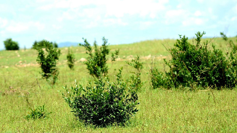 Помимо газонов травы посреди озера, на маленьких островках озера Чиан после прохладных дождей начинают цвести и растения. Помимо газонов травы посреди озера, на маленьких островках озера Чиан после прохладных дождей начинают цвести и растения.