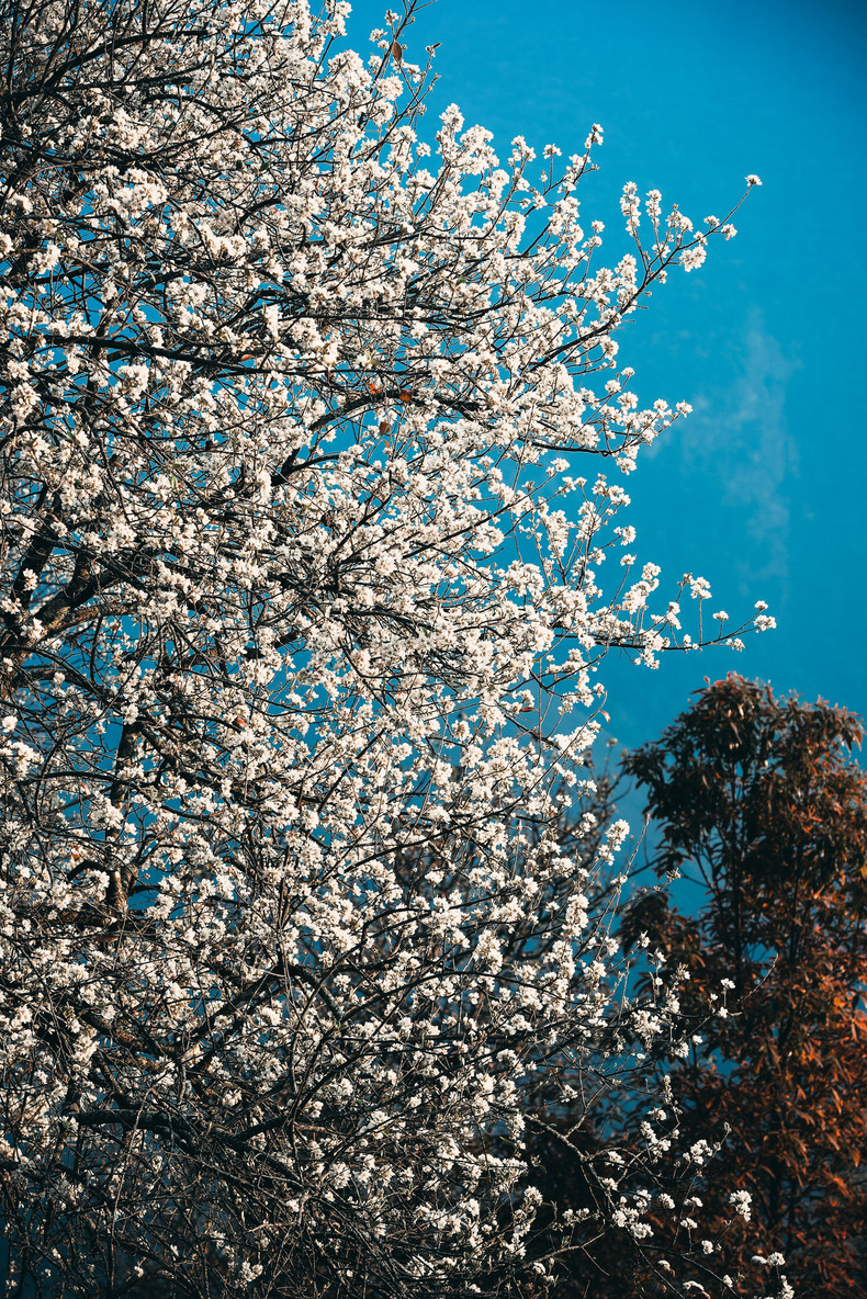 Ежегодно в марте древние боярышники распускают белые цветы, привлекая большое количество туристов. Ежегодно в марте древние боярышники распускают белые цветы, привлекая большое количество туристов.