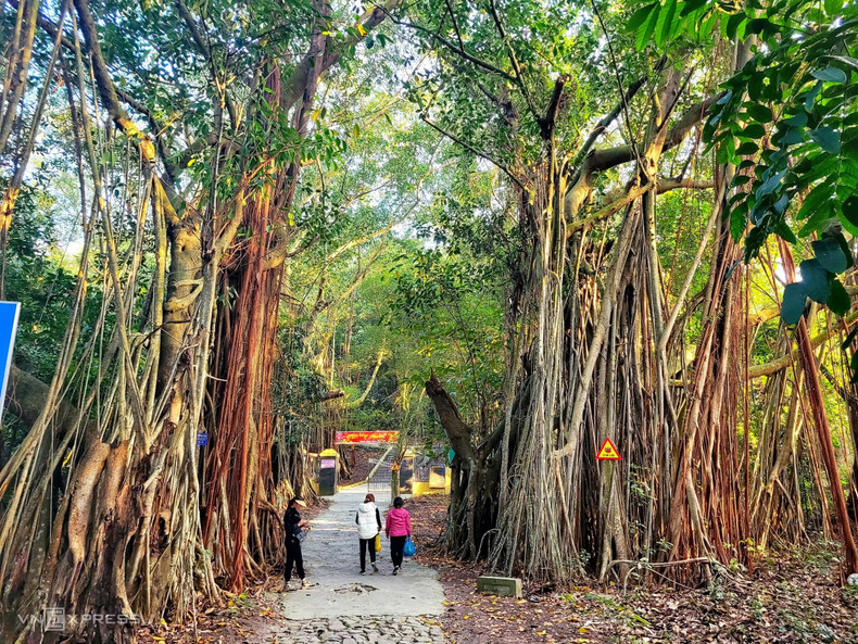 Большая часть острова окружена первобытным лесом, поэтому воздух здесь свежий. 35 баньянов с красными почками возрастом от 400 до 700 лет на острове были признаны деревьями наследия Вьетнама в 2013 году. Большая часть острова окружена первобытным лесом, поэтому воздух здесь свежий. 35 баньянов с красными почками возрастом от 400 до 700 лет на острове были признаны деревьями наследия Вьетнама в 2013 году.