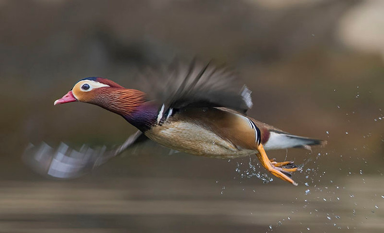 Работа автора Данг Нгок Шам Тхыонга «Полет в дальние края» получила третье место. На фото – утка мандаринка (Mandarin Duck, Aix galericulata) на озере Бабе провинции Баккан. Работа автора Данг Нгок Шам Тхыонга «Полет в дальние края» получила третье место. На фото – утка мандаринка (Mandarin Duck, Aix galericulata) на озере Бабе провинции Баккан.