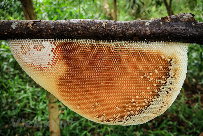 В лесу Уминьха растут цветы мелалеука, с них пчелы собирают нектар и производят самый натуральный и качественный мед.