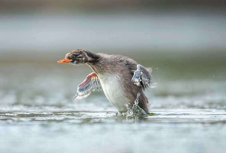 Работа «Родившийся» автора Нгуен Ван Тханя получила второе место. На фото – родившаяся малая поганка (Little Grebe, Tachybaptus ruficollis) в прибрежной зоне городка Кантхань уезда Канжо г. Хошимина. Работа «Родившийся» автора Нгуен Ван Тханя получила второе место. На фото – родившаяся малая поганка (Little Grebe, Tachybaptus ruficollis) в прибрежной зоне городка Кантхань уезда Канжо г. Хошимина.