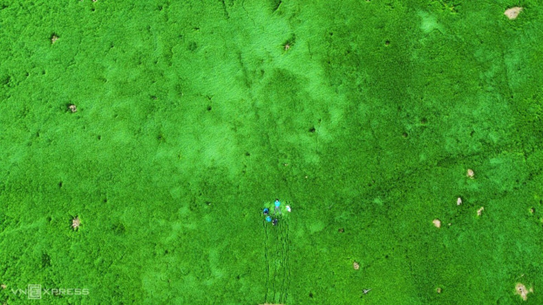 По словам местных жителей, в начале дождливого сезона зеленый луг будет виден примерно 2-3 месяца до тех пор, пока не будет затоплен водой озера. По словам местных жителей, в начале дождливого сезона зеленый луг будет виден примерно 2-3 месяца до тех пор, пока не будет затоплен водой озера.