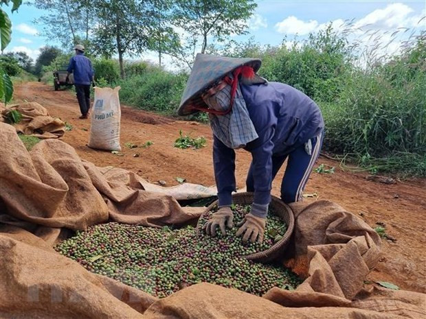 За счет производства кофе постепенно повышается уровень жизни местного населения. Фото: ВИА За счет производства кофе постепенно повышается уровень жизни местного населения. Фото: ВИА
