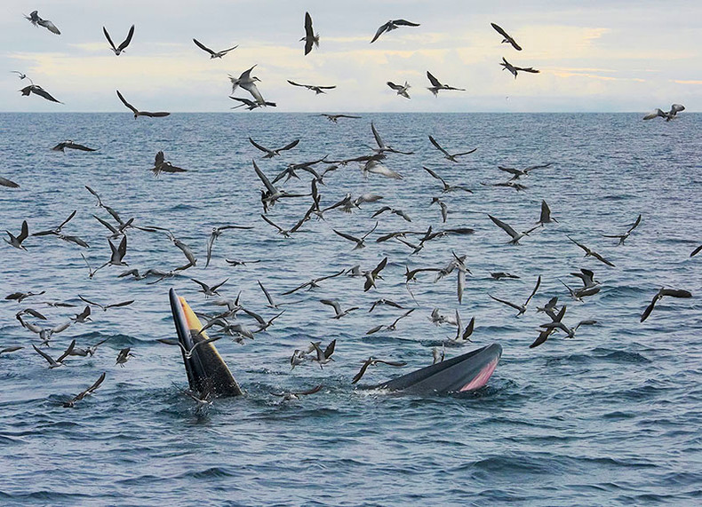 Работа «Симбиоз» автора Нгуен Куинь Зао, сделанная в водах Вунгбой-Деги провинции Биньдинь. На фото запечатлен редкий момент двух видов: бурокрылая крачка (Bridled Tern, Onychoprion anaethetus) и кита-полосатика Брайда (Bryde's Whale). Работа «Симбиоз» автора Нгуен Куинь Зао, сделанная в водах Вунгбой-Деги провинции Биньдинь. На фото запечатлен редкий момент двух видов: бурокрылая крачка (Bridled Tern, Onychoprion anaethetus) и кита-полосатика Брайда (Bryde's Whale).