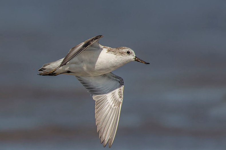 Работа «Кулик-лопатень» (Spoon-billed Sandpiper, Calidris pygmaea) в уезде Гоконг провинции Тиенжанг у фотографа Нгуен Мань Хиепа также выиграла третье место. Кулик-лопатень является наиболее исчезающим видом птиц (Международный союз охраны природы классифицирует ее как CR). Работа «Кулик-лопатень» (Spoon-billed Sandpiper, Calidris pygmaea) в уезде Гоконг провинции Тиенжанг у фотографа Нгуен Мань Хиепа также выиграла третье место. Кулик-лопатень является наиболее исчезающим видом птиц (Международный союз охраны природы классифицирует ее как CR).