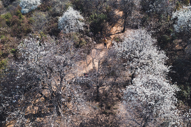 Сезон цветения цветов боярышника в деревне Намнгиеп общины Нгоктьиен уезда Мыонгла провинции Шонла. Это место имеет прохладный климат, здесь проживает большое количество представителей народности Хмонг. Сезон цветения цветов боярышника в деревне Намнгиеп общины Нгоктьиен уезда Мыонгла провинции Шонла. Это место имеет прохладный климат, здесь проживает большое количество представителей народности Хмонг.